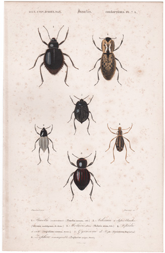 antique prints of beetles